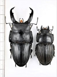 スジブトヒラタクワガタ　大型ペア　♂65.5mm♀43.3mm　奄美大島
