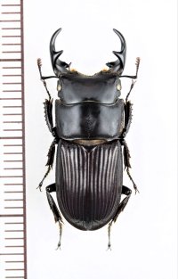 ネブトクワガタ　♂25.9mm  京都府