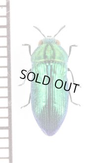フナガタタマムシの一種　Acmaeodera sp.　ジンバブエ