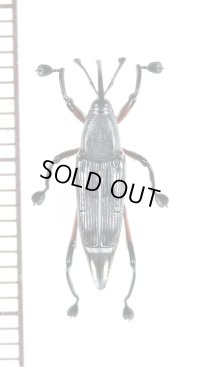 オサゾウムシの一種　Rhynchophoridae species　中央アフリカ共和国