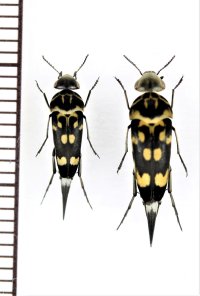 オオキボシハナノミ　本土琉球亜種　ペア　鹿児島県