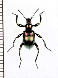 カタゾウムシ擬態のゴミムシダマシの一種　Tenebrionidae species　フィリピン（ミンダナオ島）