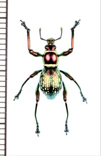 カタゾウムシの一種　Pachyrhynchus sp.　 フィリピン(ミンダナオ島)