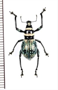 カタゾウムシの一種　Metapocyrtus sp.　 フィリピン(ミンダナオ島)