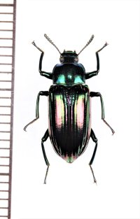 ゴミムシダマシの一種　Tenebrionidae species　フィリピン（ミンダナオ島）