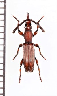 好蟻性オニミツギリゾウムシの一種　Eremoxenini species　♀　フィリピン（パラワン島）