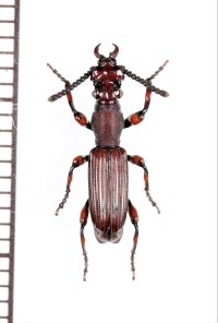 好蟻性オニミツギリゾウムシの一種　Eremoxenini species　♂　フィリピン（ミンダナオ島）