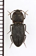 ヒメサビキコリ　長野県