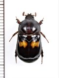 ヨツバコガネの一種　Parastasia sp. 　フィリピン（ミンダナオ島）