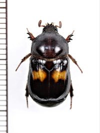 ヨツバコガネの一種　Parastasia sp. 　フィリピン（ミンダナオ島）