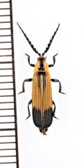 ベニボタルの一種　Lycidae species　 ブラジル