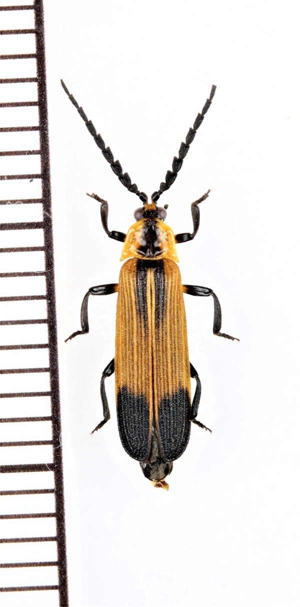 画像1: ベニボタルの一種　Lycidae species　 ブラジル