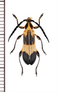 ベニボタル擬態のカミキリムシの一種　Aphylax lyciformis　♂　 ブラジル