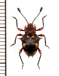 テントウムシダマシの一種　Amphisternus sp.　中国（雲南省）