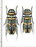 ホウセキカミキリの一種　Anatragus pulchellus　ペア　トーゴ