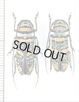 ホウセキカミキリの一種　Anatragus pulchellus　ペア　トーゴ