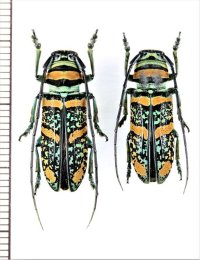 ホウセキカミキリの一種　Anatragus pulchellus　ペア　トーゴ