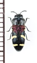 アリバチ擬態のタマムシの一種　Acmaeodera deplanata　タンザニア