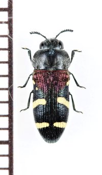 アリバチ擬態のタマムシの一種　Acmaeodera deplanata　タンザニア