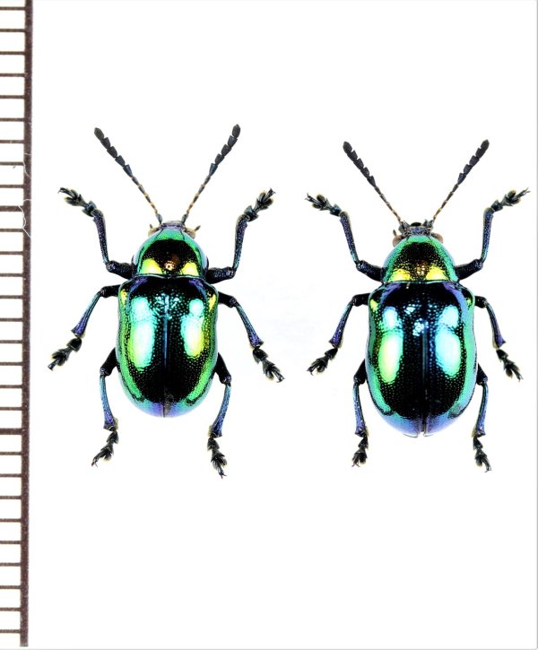 画像1: ハムシの一種　Platycorynus sp.　ペア　 中国（貴州省）