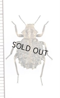ゴミムシダマシの一種　Tenebrionidae species　タンザニア