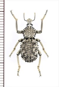 イボゾウムシの一種　Brachyceridae species　南アフリカ