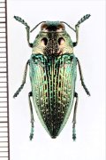 眼状紋を持つタマムシの一種　Lampetis amaurotica　タンザニア