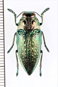 眼状紋を持つタマムシの一種　Lampetis amaurotica　タンザニア