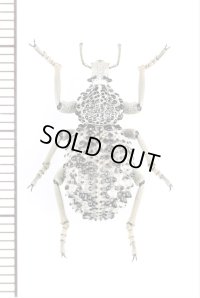 イボゾウムシの一種　Brachyceridae species　南アフリカ