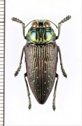 眼状紋を持つタマムシの一種　Lampetis aspasia　タンザニア