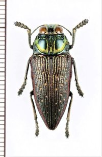 眼状紋を持つタマムシの一種　Lampetis aspasia　タンザニア