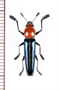 コメツキモドキの一種　 Languriidae species　ベトナム中部