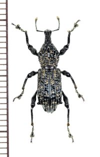 ゾウムシの一種　Curculionidae species   ベトナム北西部