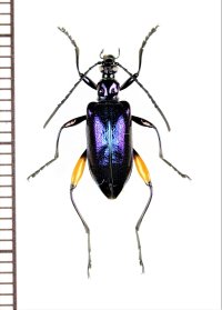 ハムシダマシの一種　Lagriini species　ベトナム北西部