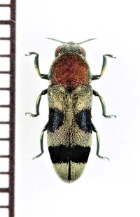 アリバチ擬態のタマムシの一種　Tonkinula aurofasciatus　ベトナム南部