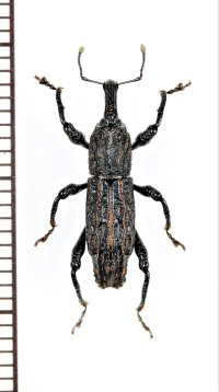 ゾウムシの一種　Eutychus sp.　ベトナム北西部