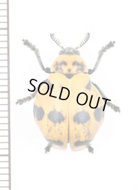 テントウムシ擬態のナガツツハムシの一種　Clytrasoma sp.　 ベトナム南部