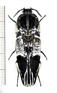 コメツキムシの一種　Neolycoreus alluaudi　♀　マダガスカル