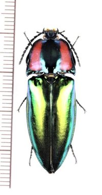 コメツキムシの一種　Campsosternus sp.　♀　 中国（貴州省）
