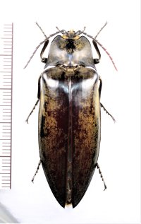 コメツキムシの一種　Elateridae species　♀　 中国（貴州省）