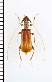 リュウキュウメダカアメイロカミキリ　♀　西表島