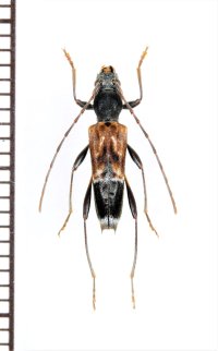 アリバチ擬態のカミキリムシの一種　マツシタトラカミキリ　♀　佐渡島