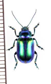 ハムシの一種　Oreina cacaliae cacaliae　スロベニア