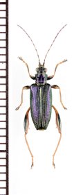 ネクイハムシの一種　Donacia dentata　イタリア