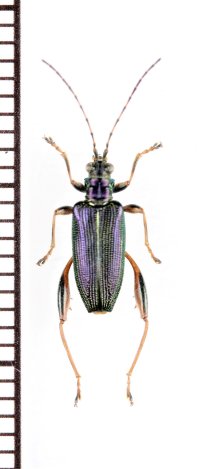 ネクイハムシの一種　Donacia dentata　イタリア