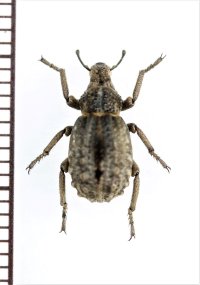 イボゾウムシの一種　Brachycerus sp.　南アフリカ