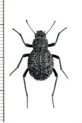 ゴミムシダマシの一種　Renatiella reticulata　タンザニア