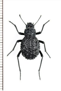 ゴミムシダマシの一種　Renatiella reticulata　タンザニア