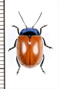 ハムシの一種　Chrysolina grossa　イタリア