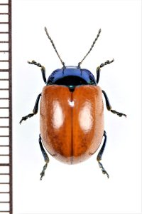 ハムシの一種　Chrysolina grossa　イタリア